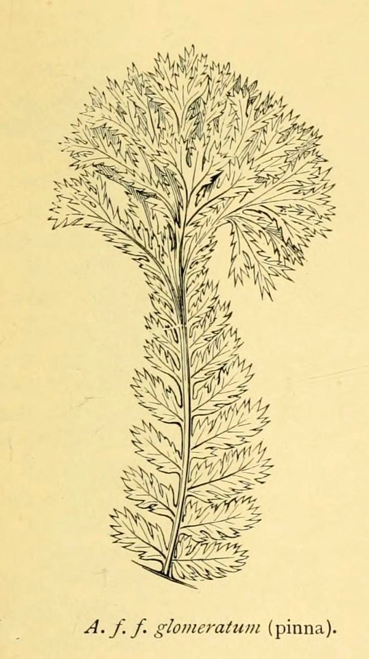 Athyrium filix-femina 'Glomeratum'