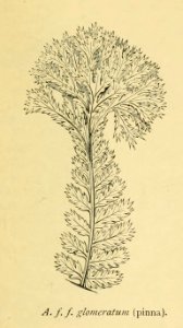Athyrium filix-femina 'Glomeratum'