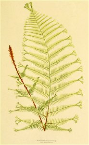 Athyrium filix-femina 'Multifidum'