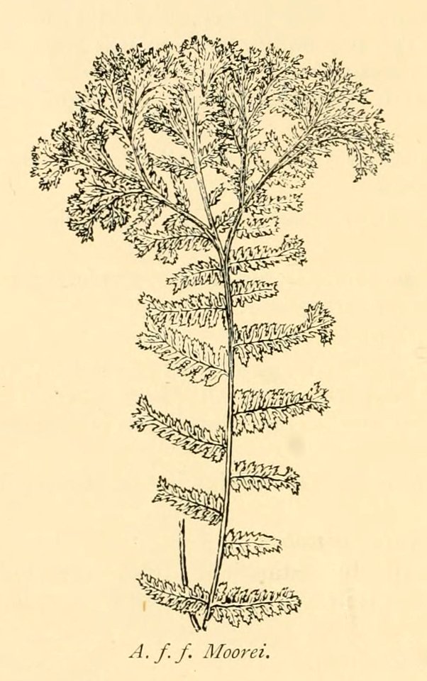Athyrium filix-femina 'Moorei'