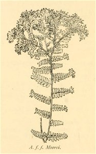Athyrium filix-femina 'Moorei'