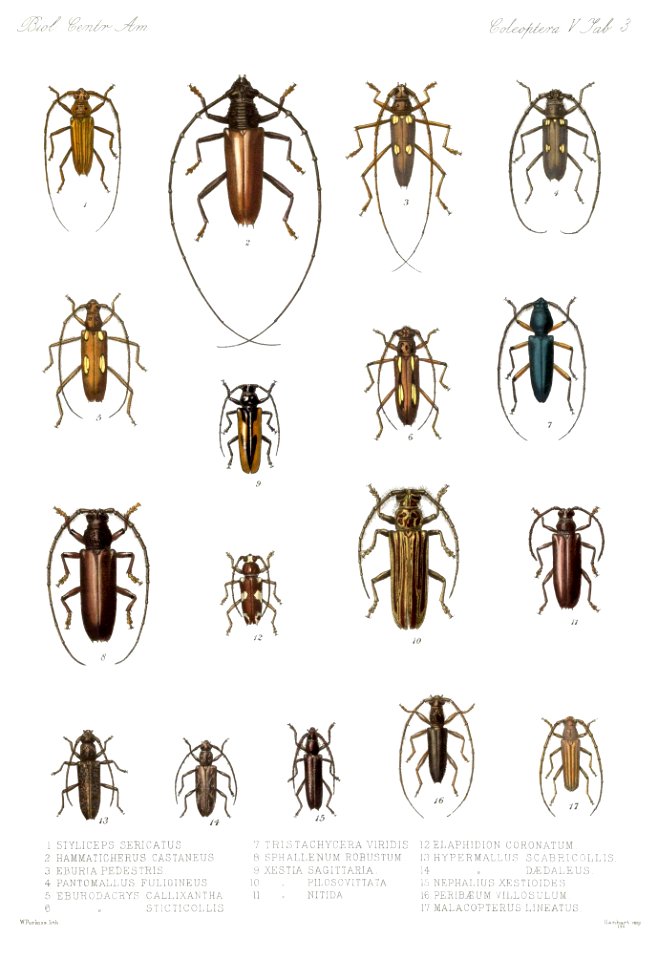 BCA - Coleoptera Vol 5 Tab 3