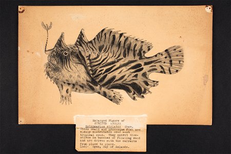 Antennarius striatus, Shaw. (48752975511)