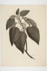 Aristotelia serrata (48752300398)