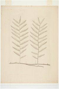 Arthropteris tenella (48753201018)