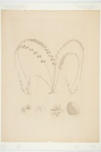 Asplenium flabellifolium (48752538028)