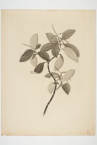 Ascarina lucida (48752543606)