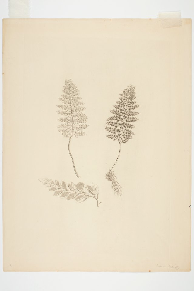 Asplenium terrestre (48753400283)