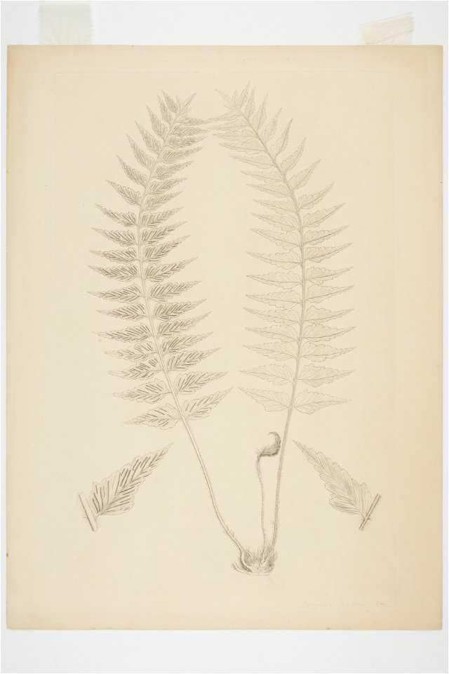 Asplenium polyodon (48753237512)