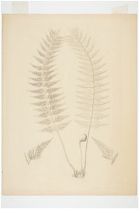 Asplenium polyodon (48753237512)