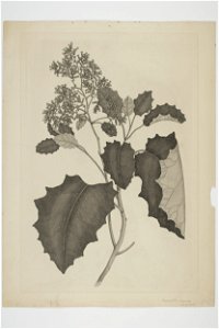 Brachyglottis repanda (48752621302)