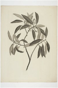 Beilschmiedia tawa (48753503182)