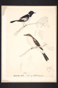 Birds from Makira Bay Isld of St Christoval -sic- (48752938002)