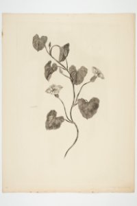 Calystegia sepium (48752987743)