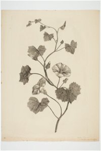 Calystegia tugiorum (48753014451)