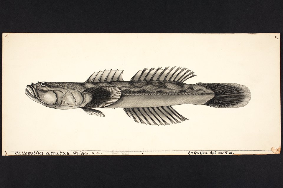 Calogobius atratus. Griffin. (48753440462)