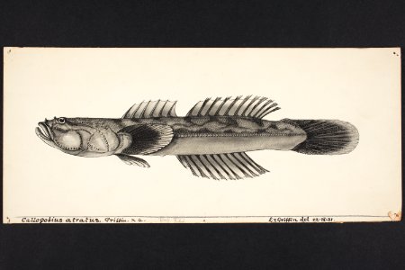 Calogobius atratus. Griffin. (48753440462)