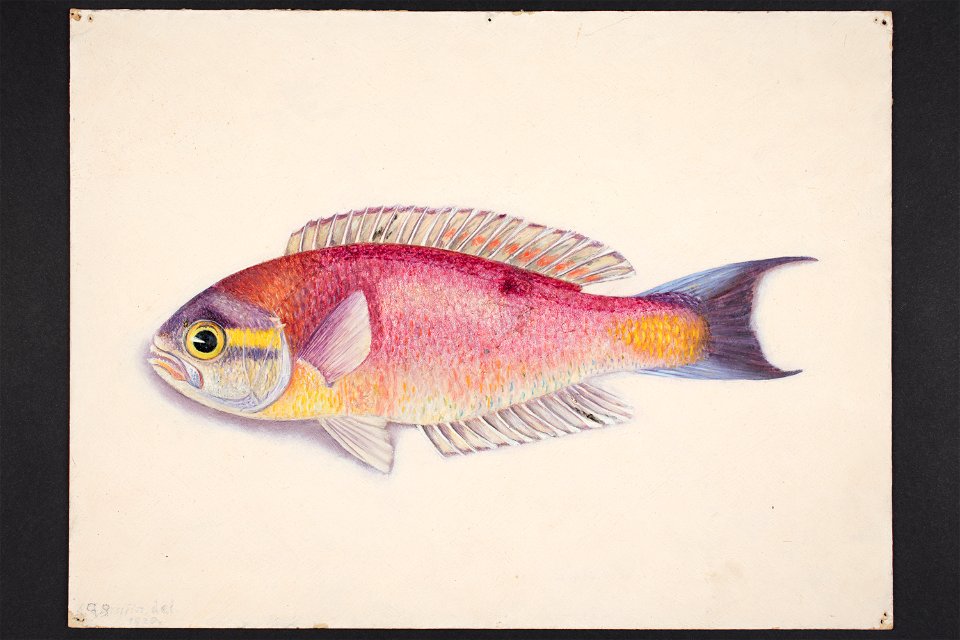 Callanthias splendens Griffin 1920. (48752675931)