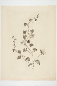 Calystegia tuguriorum (48752844362)