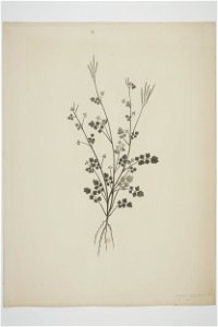 Cardamine debilis (48752131888)