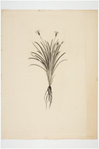 Celmisia gracilenta (48752210533)
