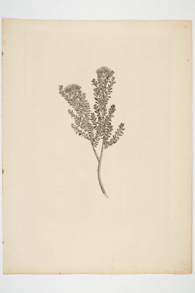 Cassinia leptophylla (48753711682)