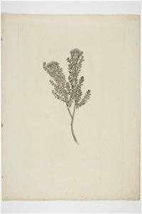 Cassinia leptophylla (48753711682)