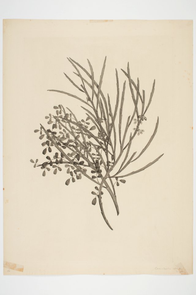 Carmichaelia solandri (48752849888)