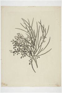 Carmichaelia solandri (48752849888)