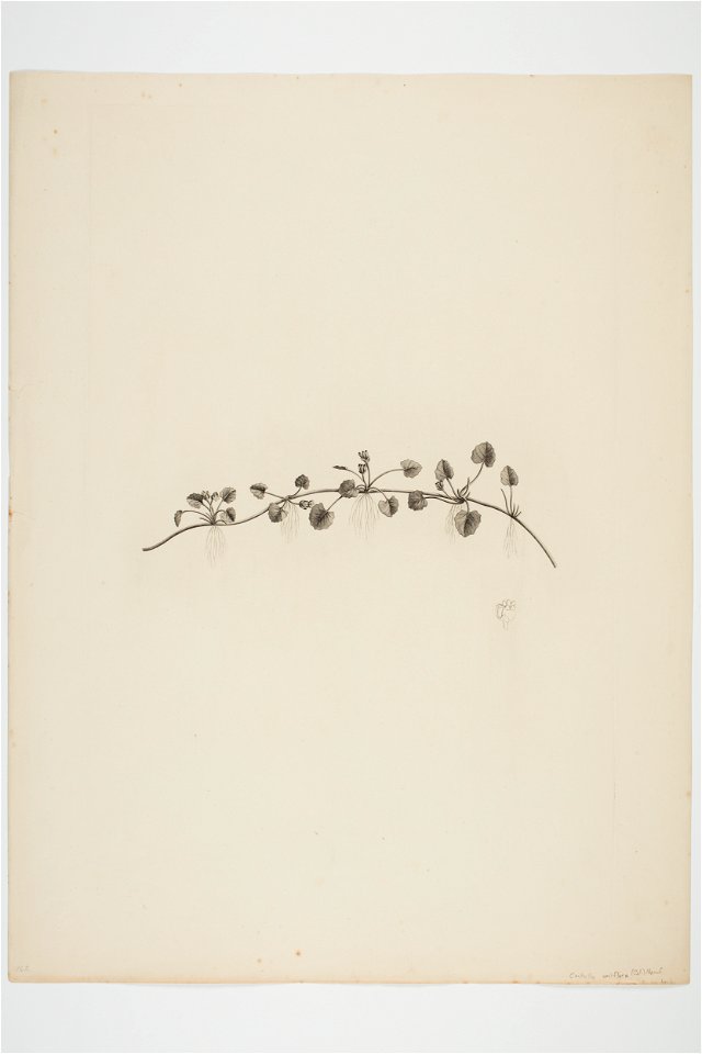 Centella uniflora (48753261192)