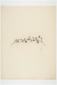 Centella uniflora (48753261192)
