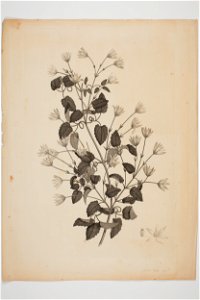 Clematis forsteri (48752856846)