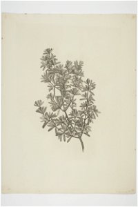 Coprosma propinqua (48752573323)