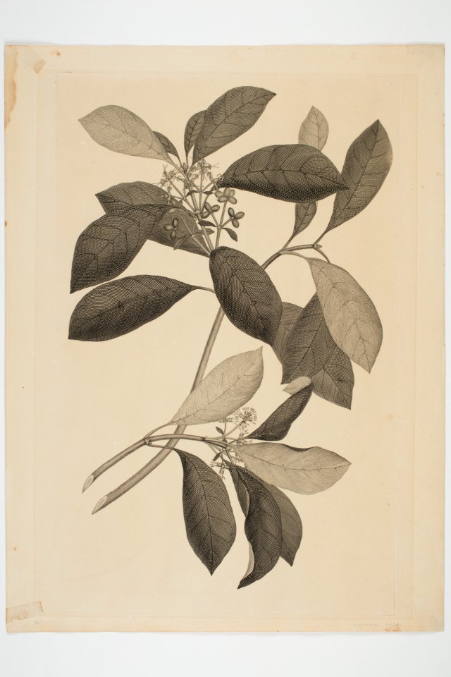 Coprosma robusta (48753643682)