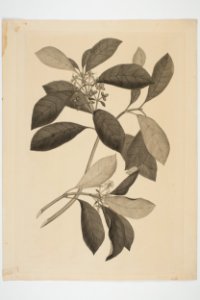 Coprosma robusta (48753643682)