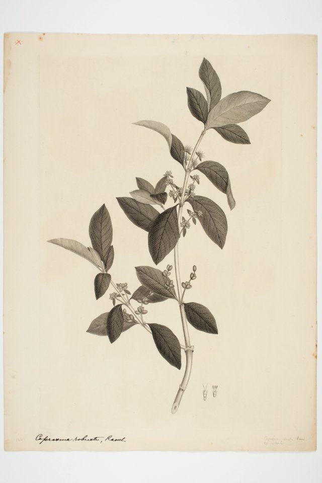 Coprosma lucida (48752851453)