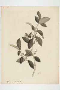 Coprosma lucida (48752851453)