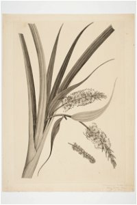 Collospermum hastatum (48752776921)