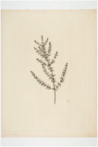 Coprosma acerosa (48753667811)