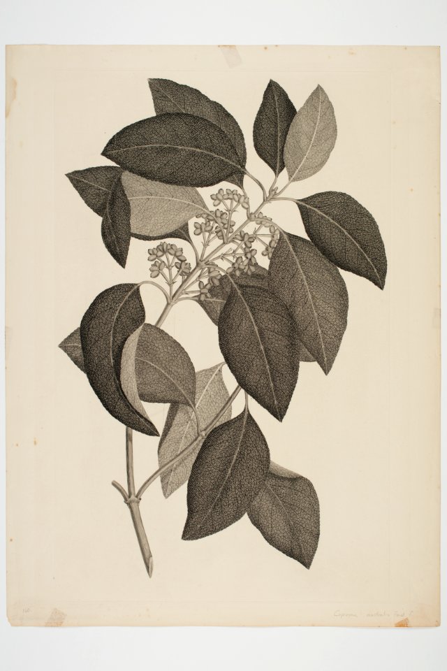 Coprosma australis (48753740366)