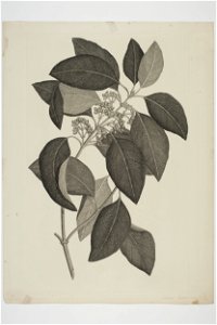 Coprosma australis (48753740366)