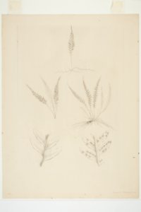 Ctenopteris heterophylla (48752995481)
