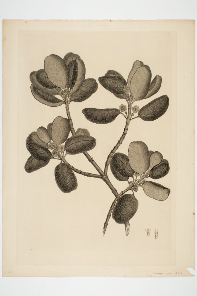 Coprosma repens (48752873962)