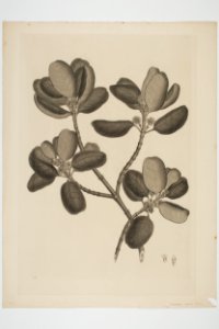 Coprosma repens (48752873962)