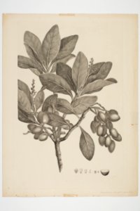 Corynocarpus laevigatus (48752665066)