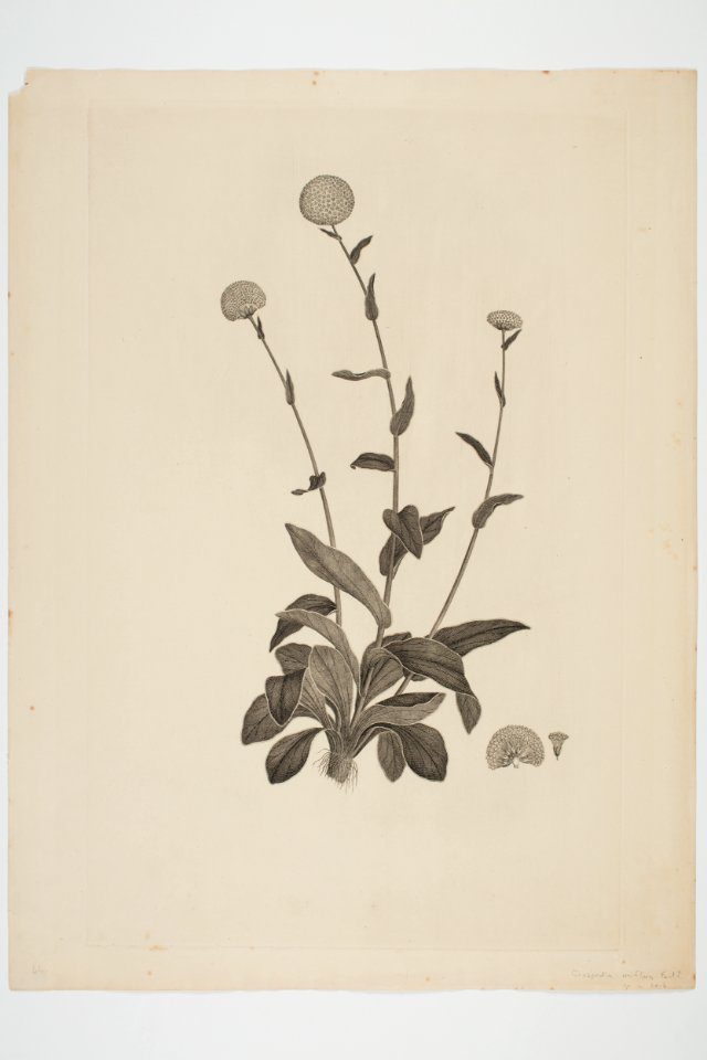 Craspedia uniflora (48753297792)