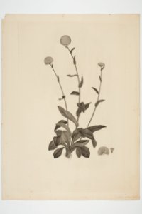 Craspedia uniflora (48753297792)