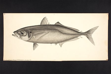Decapterus koheru (Hector). (48752218308)