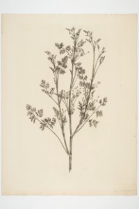 Daucus glochidiatus (48753437882)