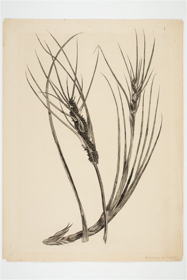 Desmoschoenus spiralis (48752576948)